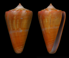 Conus daucus
