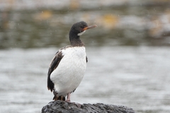 Leucocarbo campbelli