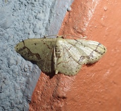 Idaea chotaria