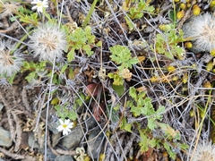 Vittadinia australis