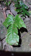 Tectaria polymorpha