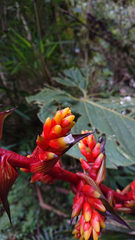 Guzmania multiflora