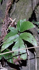 Tectaria polymorpha