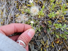 Vittadinia australis