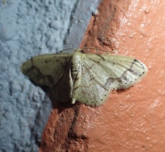 Idaea chotaria