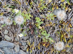 Vittadinia australis