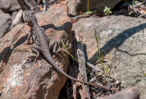 Ctenophorus decresii