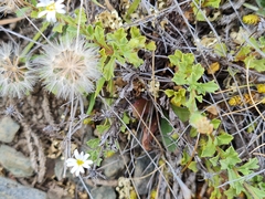Vittadinia australis