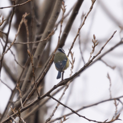 Cyanistes caeruleus