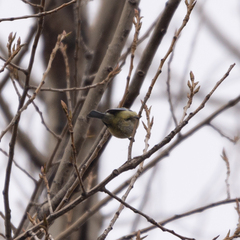 Cyanistes caeruleus