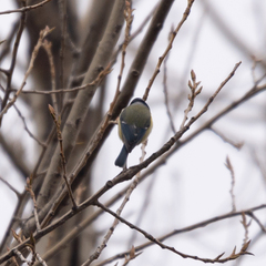 Cyanistes caeruleus