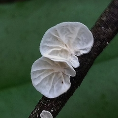 Campanella caesia