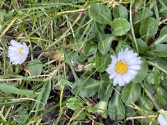 Bellis perennis