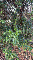 Magnoliopsida