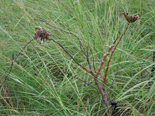 Protea madiensis image