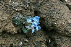 Corydalis