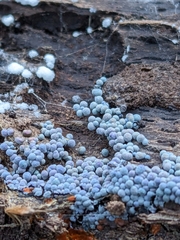 Badhamia utricularis