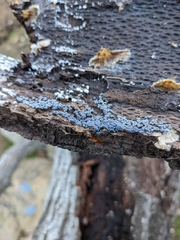 Badhamia utricularis