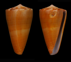 Conus daucus