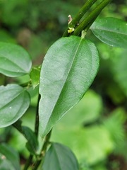 Jasminum nervosum
