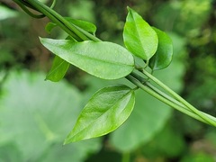Jasminum nervosum