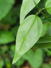 Jasminum nervosum