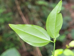 Jasminum nervosum