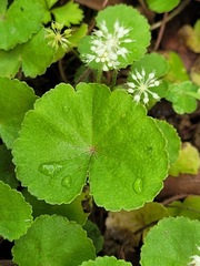 Hydrocotyle leucocephala