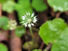 Hydrocotyle leucocephala