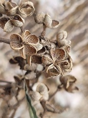 Zanthoxylum ailanthoides ailanthoides