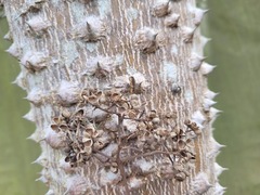 Zanthoxylum ailanthoides ailanthoides