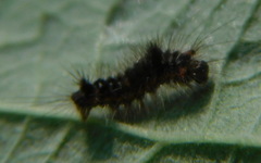 Acronicta auricoma