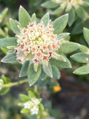 Phylica dioica