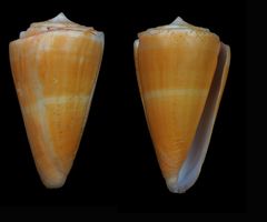 Conus daucus