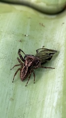 Trite auricoma