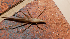 Pseudorhynchus mimeticus