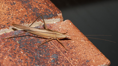 Pseudorhynchus mimeticus