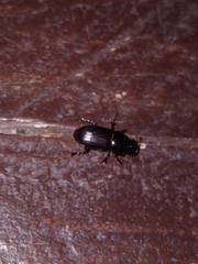 Acrossidius tasmaniae