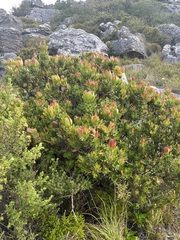Leucadendron strobilinum