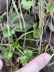 Hyophila involuta