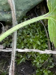 Hyophila involuta