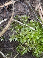 Hyophila involuta
