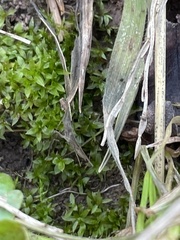 Hyophila involuta