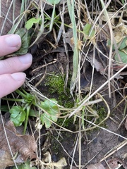 Hyophila involuta