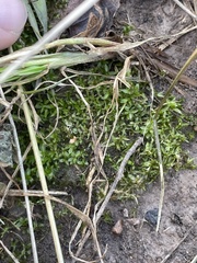 Hyophila involuta
