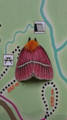 Pseudodirphia menander