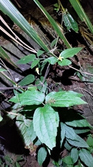 Clematis leschenaultiana