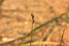 Poa compressa