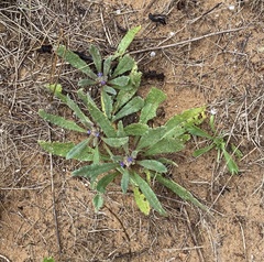 Anchusa