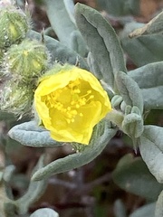 Helianthemum stipulatum